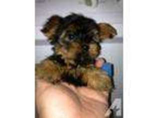 Yorkshire Terrier Puppy for sale in SEAFORD, NY, USA