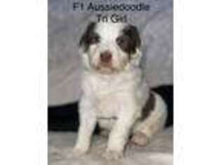 Mutt Puppy for sale in Beverly, OH, USA