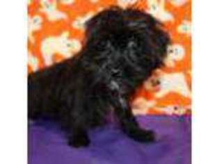 Shorkie Tzu Puppy for sale in Jacksonville, FL, USA