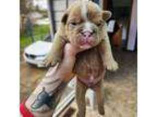 Bulldog Puppy for sale in Warren, MI, USA