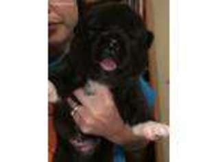 Akita Puppy for sale in Fort Smith, AR, USA