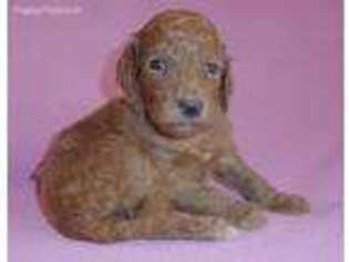 Mutt Puppy for sale in Butler, OH, USA
