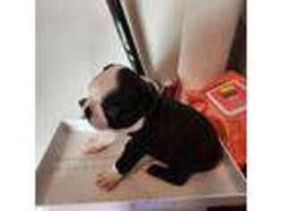 Boston Terrier Puppy for sale in Palm Bay, FL, USA