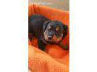 Rottweiler Puppy for sale in Clinton, MD, USA