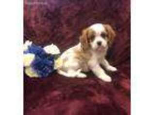 Cavalier King Charles Spaniel Puppy for sale in Austin, TX, USA