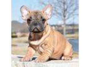 French Bulldog Puppy for sale in Dallas, TX, USA