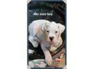 Boxer Puppy for sale in Erath, LA, USA