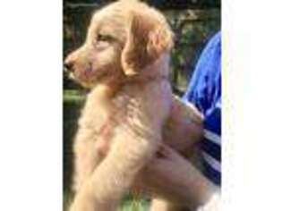 Goldendoodle Puppy for sale in Statham, GA, USA