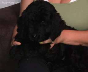 Labradoodle Puppy for sale in Winchester, VA, USA