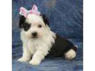 Havanese Puppy for sale in Sugarcreek, OH, USA