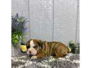 Bulldog Puppy for sale in Plainville, IN, USA