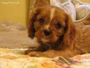Cavalier King Charles Spaniel Puppy for sale in Columbia, SC, USA