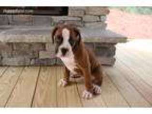 Boxer Puppy for sale in Seneca, SC, USA