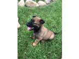 Belgian Malinois Puppy for sale in Chatham, MI, USA