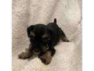 Mutt Puppy for sale in Morristown, TN, USA