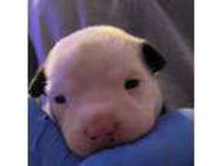 Mutt Puppy for sale in Rincon, GA, USA