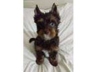 Yorkshire Terrier Puppy for sale in Newport, NH, USA