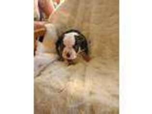 Bulldog Puppy for sale in Albuquerque, NM, USA