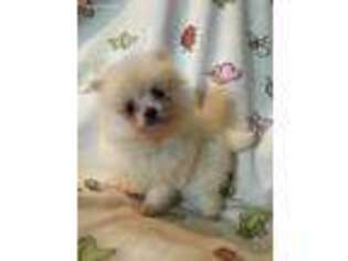 Pomeranian Puppy for sale in Stockton, CA, USA