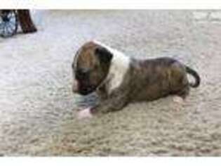 Bull Terrier Puppy for sale in Stockton, CA, USA