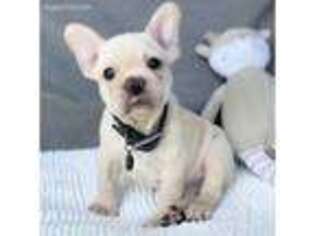 French Bulldog Puppy for sale in Pembroke Pines, FL, USA