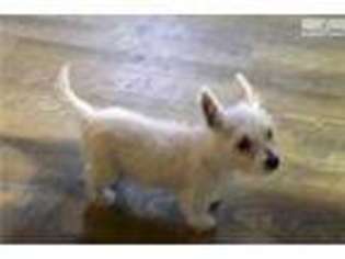 West Highland White Terrier Puppy for sale in Decatur, AL, USA