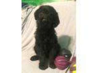Labradoodle Puppy for sale in Lawtons, NY, USA