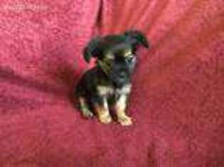 Chorkie Puppy for sale in Mc Alisterville, PA, USA
