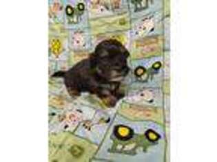 Coton de Tulear Puppy for sale in Telephone, TX, USA