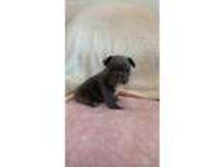 French Bulldog Puppy for sale in Norfolk, VA, USA