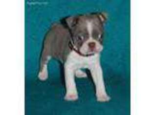 Boston Terrier Puppy for sale in Rayville, LA, USA