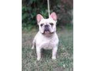 French Bulldog Puppy for sale in Conley, GA, USA