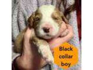 Australian Labradoodle Puppy for sale in Flint, MI, USA
