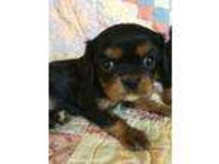 Cavalier King Charles Spaniel Puppy for sale in Asheville, NC, USA