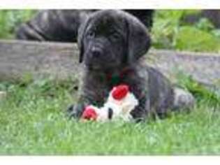 Mastiff Puppy for sale in Green Bay, WI, USA