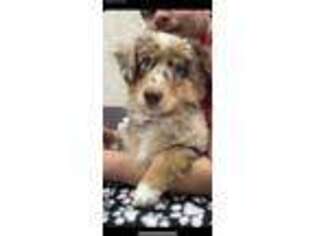 Miniature Australian Shepherd Puppy for sale in Arlington, TX, USA