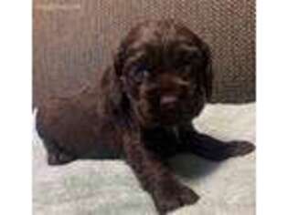 Cocker Spaniel Puppy for sale in Carthage, MO, USA