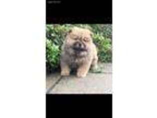 Chow Chow Puppy for sale in Spring Hill, FL, USA