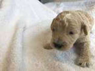 Goldendoodle Puppy for sale in Kaysville, UT, USA