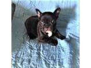 French Bulldog Puppy for sale in Greenwood, IN, USA