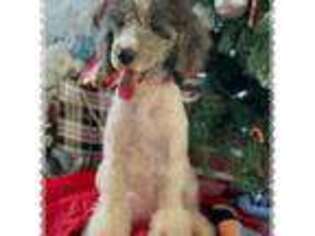 Mutt Puppy for sale in Winchester, VA, USA