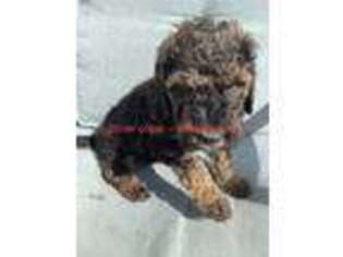 Mutt Puppy for sale in Yorktown, VA, USA