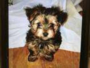 Yorkshire Terrier Puppy for sale in Lexington, MI, USA
