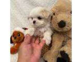 Maltese Puppy for sale in Los Angeles, CA, USA