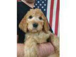 Goldendoodle Puppy for sale in Zimmerman, MN, USA