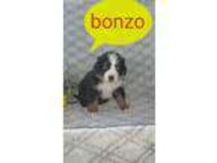 Bernese Mountain Dog Puppy for sale in Economy, IN, USA
