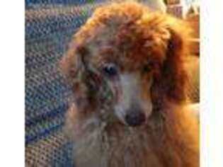 Mutt Puppy for sale in Bark River, MI, USA