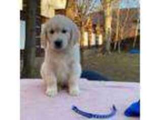 Golden Retriever Puppy for sale in Bostic, NC, USA