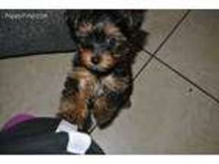 Yorkshire Terrier Puppy for sale in San Antonio, TX, USA