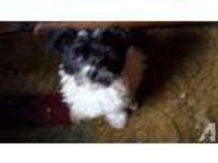 Havanese Puppy for sale in STEVENS POINT, WI, USA